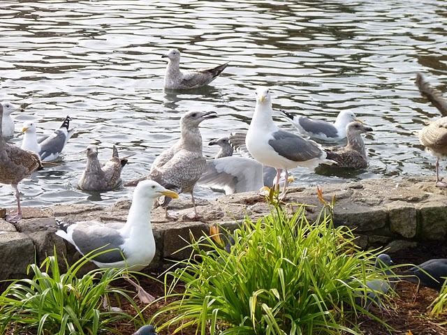 Waterfowl Photo