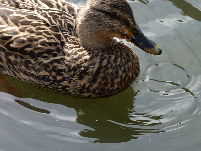 Waterfowl Photo