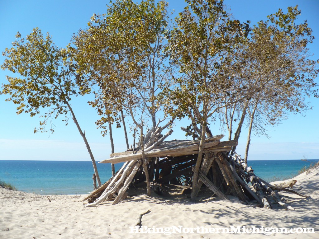 Beach tree