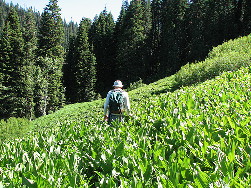 Grassy Forest Photo