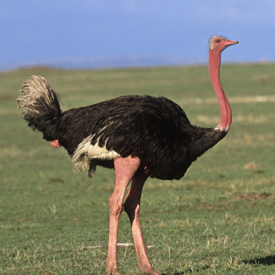 Ostrich Photo