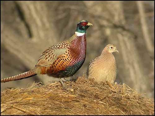 Pheasant Photo