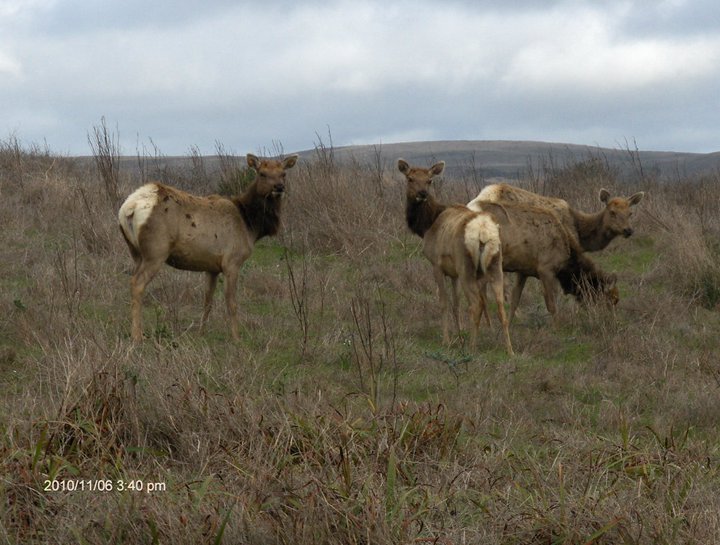 Elk Photo