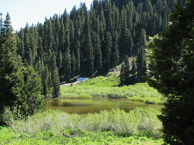 Forest and Grass Photo